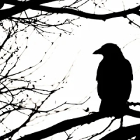 How God-Given Adaptability Helped Crows and Ravens Take Over the World